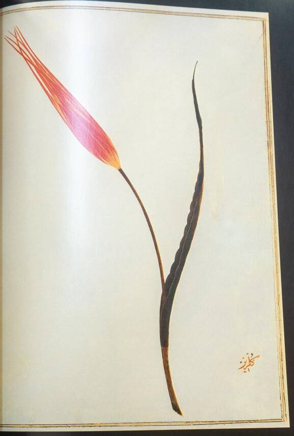 18.Asırda Lale - The Tulip - 3