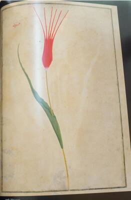 18.Asırda Lale - The Tulip (1)