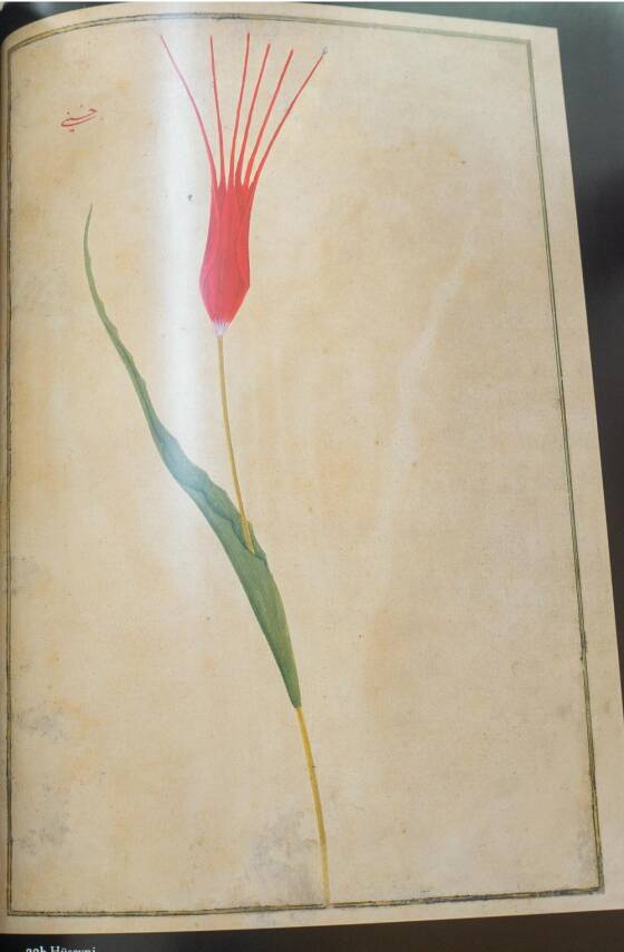 18.Asırda Lale - The Tulip - 2