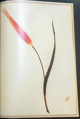 18.Asırda Lale - The Tulip - 3