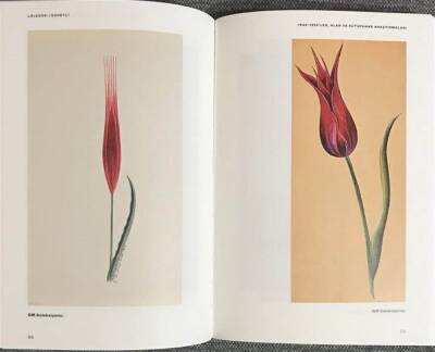 Lalezar-ı Süheyli - Curiosity About Tulips in Our History - 6