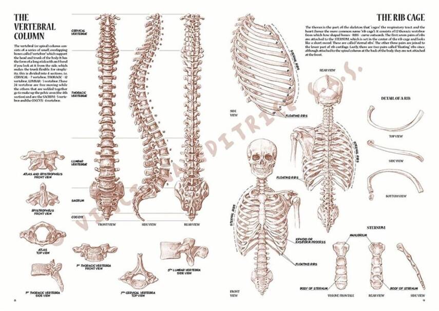 Leonardo Collection Desen Kitabı Anatomy For Artist N: 4 Ressamlar İçin Anatomi N: 4 - 2