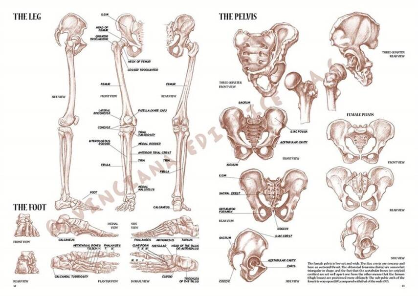 Leonardo Collection Desen Kitabı Anatomy For Artist N: 4 Ressamlar İçin Anatomi N: 4 - 3