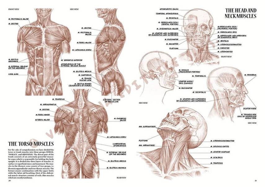 Leonardo Collection Desen Kitabı Anatomy For Artist N: 4 Ressamlar İçin Anatomi N: 4 - 4
