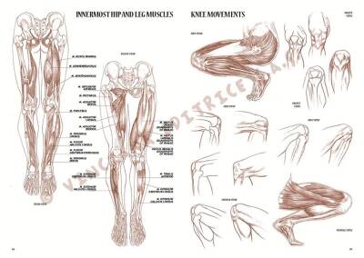 Leonardo Collection Desen Kitabı Anatomy For Artist N: 4 Ressamlar İçin Anatomi N: 4 - 5