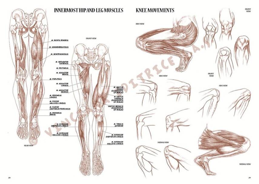 Leonardo Collection Desen Kitabı Anatomy For Artist N: 4 Ressamlar İçin Anatomi N: 4 - 5