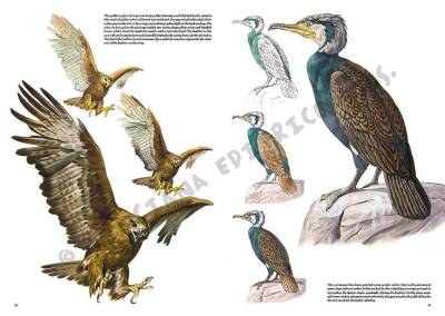 Leonardo Collection Desen Kitabı Birds N: 28 Kuşlar N: 28 - 2