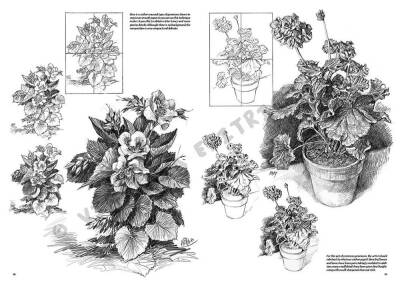 Leonardo Collection Desen Kitabı Flowers N: 21 Çicekler N: 21 - 5