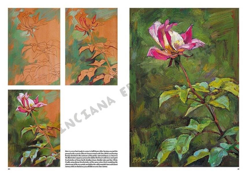 Leonardo Collection Desen Kitabı Flowers N: 22 Çicekler N: 22 - 3