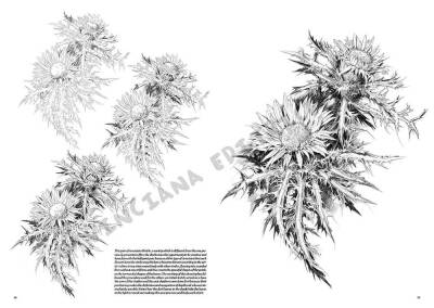 Leonardo Collection Desen Kitabı Flowers N: 23 Çicekler N: 23 - 2