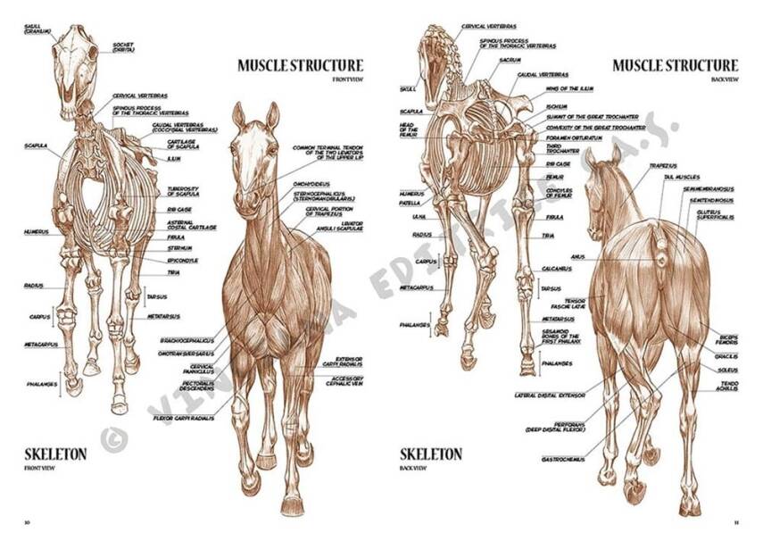 Leonardo Collection Desen Kitabı Horses No: 6 Atlar N: 6 - 3