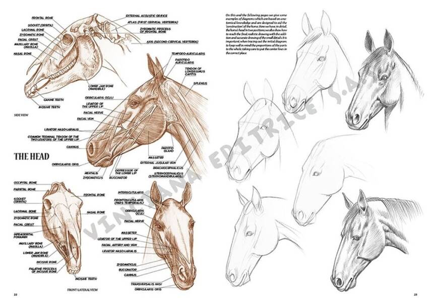 Leonardo Collection Desen Kitabı Horses No: 6 Atlar N: 6 - 5