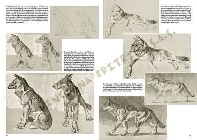 Leonardo Collection Desen Kitabı The Animals Of Mathurin Meheut N: 36 - 1