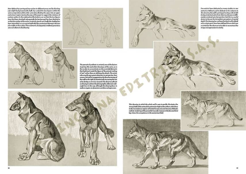 Leonardo Collection Desen Kitabı The Animals Of Mathurin Meheut N: 36 - 1