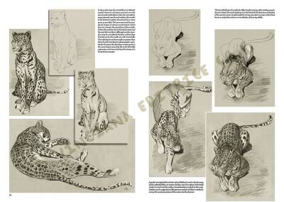 Leonardo Collection Desen Kitabı The Animals Of Mathurin Meheut N: 36 - 2