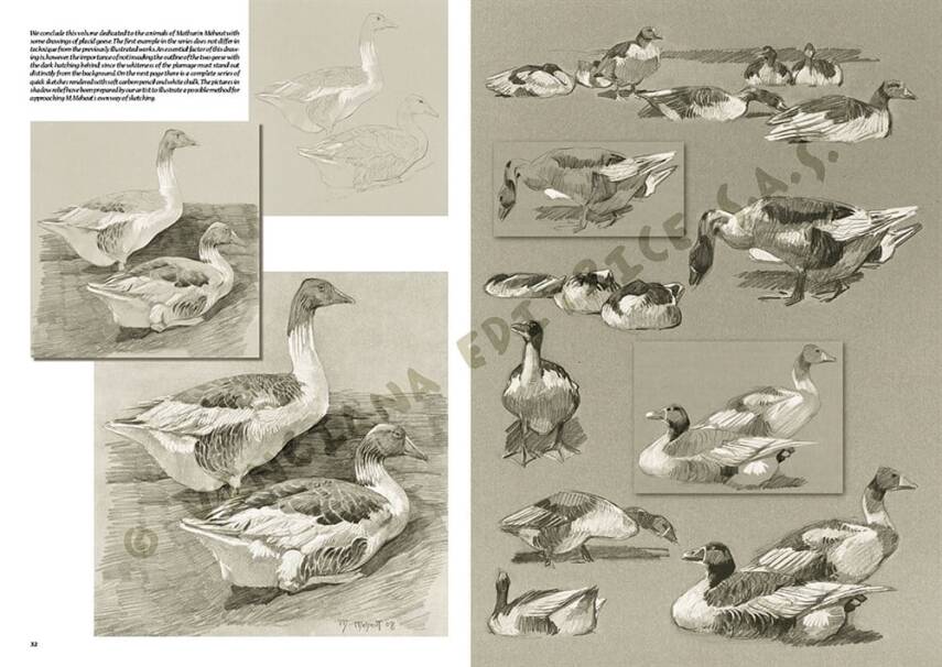 Leonardo Collection Desen Kitabı The Animals Of Mathurin Meheut N: 36 - 4