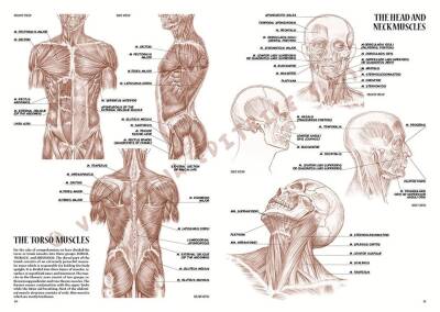 Leonardo Collection Drawing Book Anatomy For Artist N: 4 Anatomy For Painters N: 4 - 4