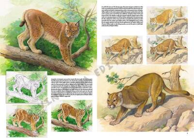 Leonardo Collection Drawing Book Animals N: 12 Animals N: 12 - 2