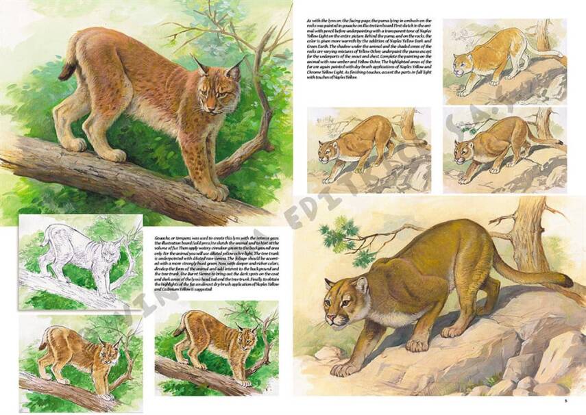 Leonardo Collection Drawing Book Animals N: 12 Animals N: 12 - 1