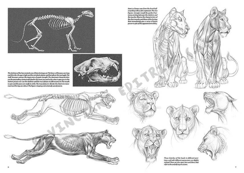 Leonardo Collection Drawing Book Animals N: 12 Animals N: 12 - 2