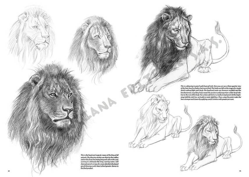 Leonardo Collection Drawing Book Animals N: 12 Animals N: 12 - 3