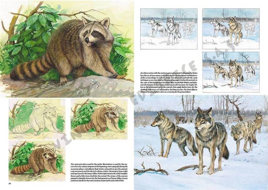 Leonardo Collection Drawing Book Animals N: 12 Animals N: 12 - 4
