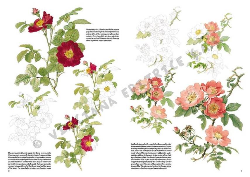 Leonardo Collection Drawing Book Roses N: 42 Roses N: 42 - 1