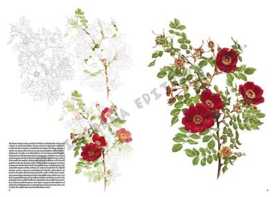 Leonardo Collection Drawing Book Roses N: 42 Roses N: 42 (1)