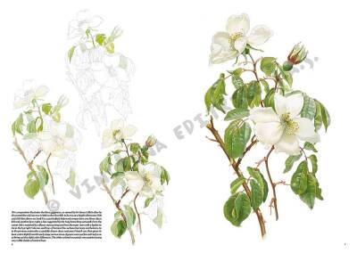 Leonardo Collection Drawing Book Roses N: 42 Roses N: 42 - 3