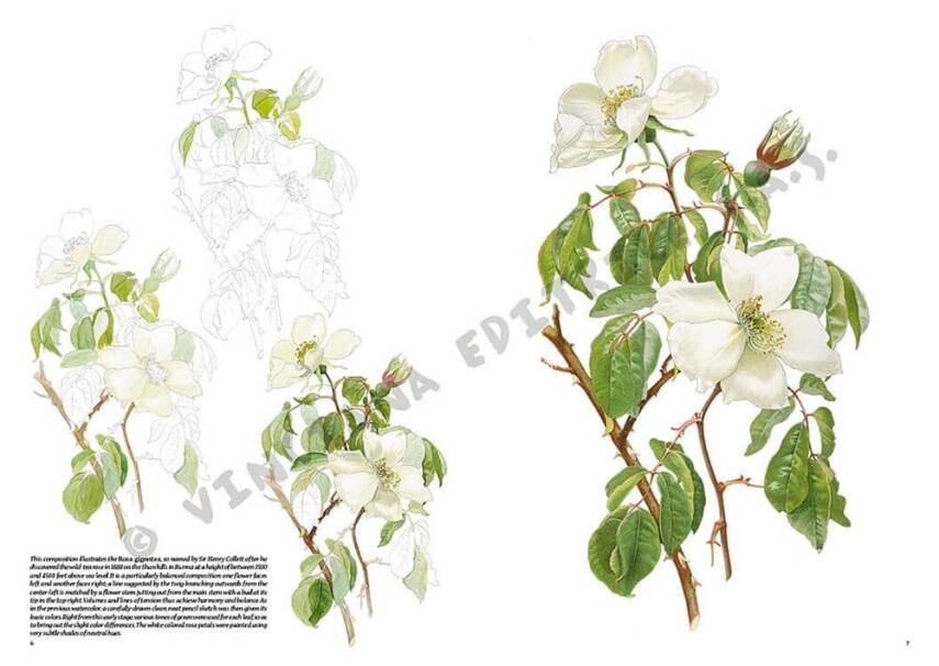 Leonardo Collection Drawing Book Roses N: 42 Roses N: 42 - 3