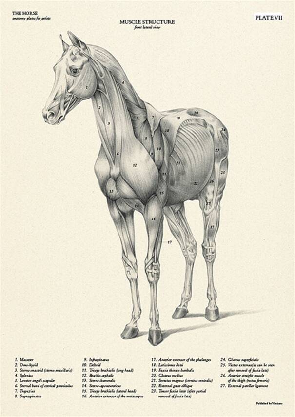 Leonardo Collection The Horse-Anatomy Plates For Artısts - 2